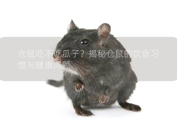 仓鼠吃不吃瓜子？揭秘仓鼠的饮食习惯与健康问题
