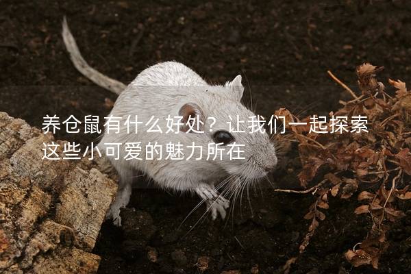 养仓鼠有什么好处？让我们一起探索这些小可爱的魅力所在