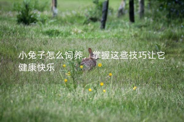 小兔子怎么饲养，掌握这些技巧让它健康快乐