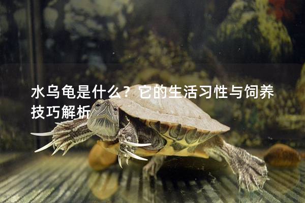 水乌龟是什么？它的生活习性与饲养技巧解析
