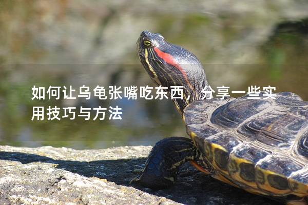 如何让乌龟张嘴吃东西，分享一些实用技巧与方法