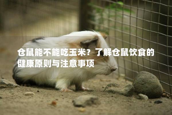 仓鼠能不能吃玉米？了解仓鼠饮食的健康原则与注意事项