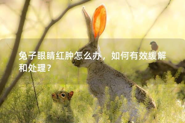 兔子眼睛红肿怎么办，如何有效缓解和处理？
