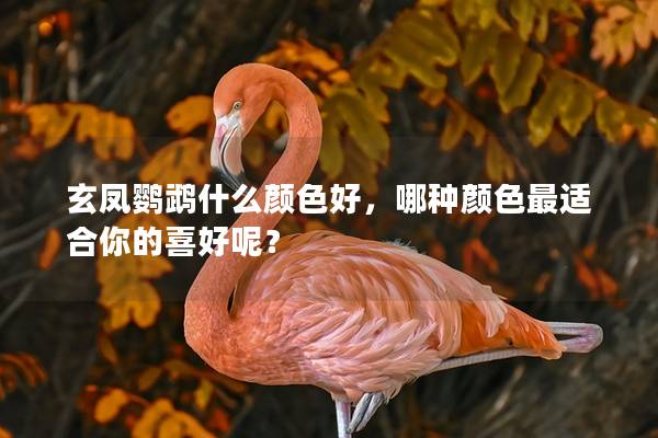 玄凤鹦鹉什么颜色好，哪种颜色最适合你的喜好呢？