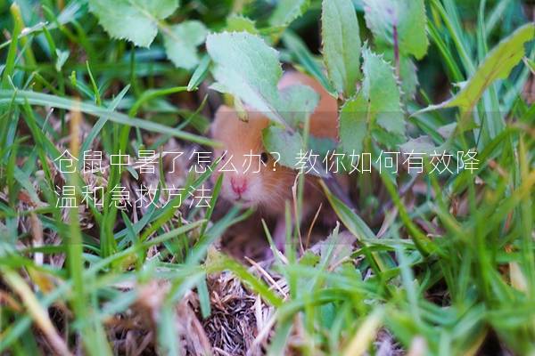 仓鼠中暑了怎么办？教你如何有效降温和急救方法
