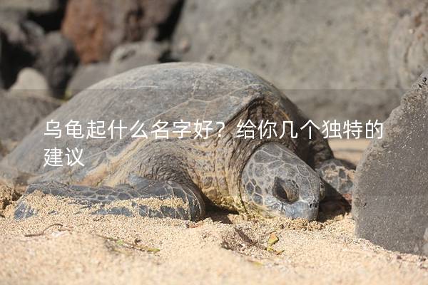 乌龟起什么名字好？给你几个独特的建议