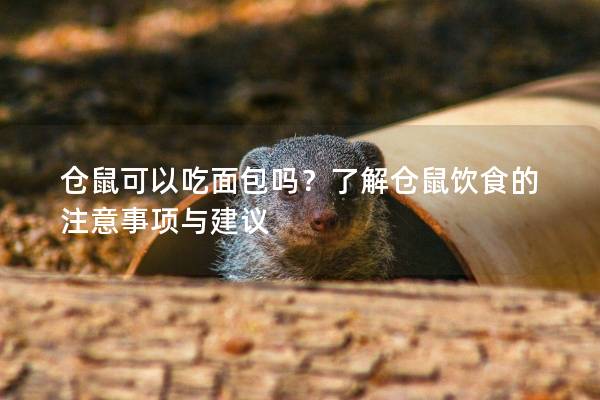 仓鼠可以吃面包吗？了解仓鼠饮食的注意事项与建议