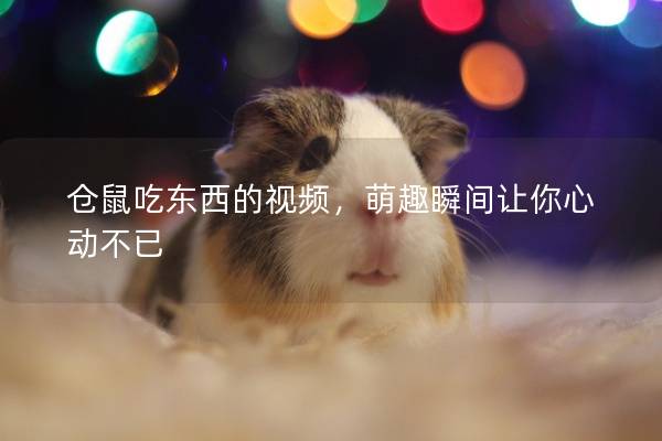 仓鼠吃东西的视频，萌趣瞬间让你心动不已