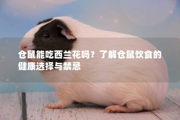仓鼠能吃西兰花吗？了解仓鼠饮食的健康选择与禁忌