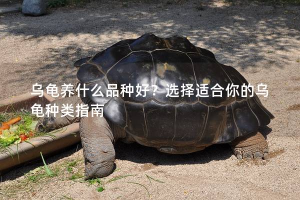 乌龟养什么品种好？选择适合你的乌龟种类指南