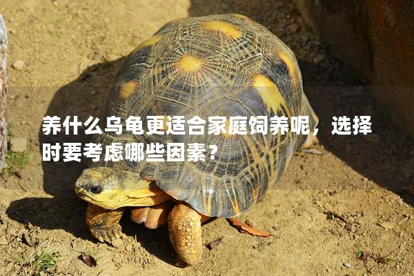 养什么乌龟更适合家庭饲养呢，选择时要考虑哪些因素？
