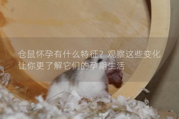 仓鼠怀孕有什么特征？观察这些变化让你更了解它们的孕期生活
