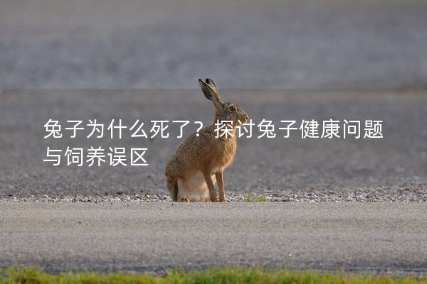 兔子为什么死了？探讨兔子健康问题与饲养误区