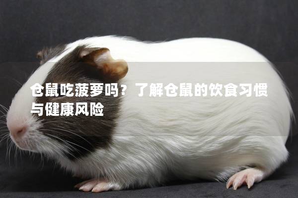 仓鼠吃菠萝吗？了解仓鼠的饮食习惯与健康风险