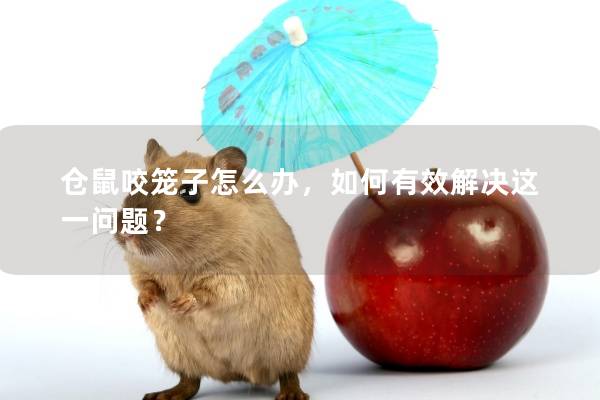仓鼠咬笼子怎么办，如何有效解决这一问题？