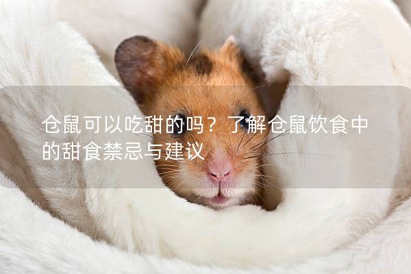 仓鼠可以吃甜的吗？了解仓鼠饮食中的甜食禁忌与建议