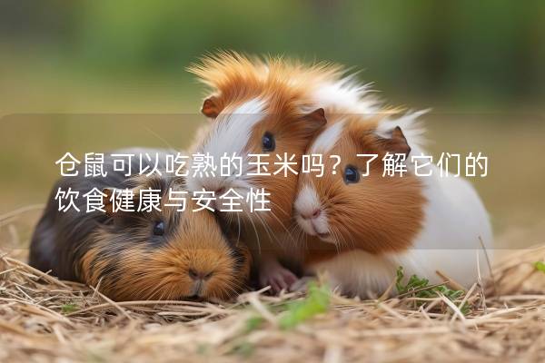 仓鼠可以吃熟的玉米吗？了解它们的饮食健康与安全性