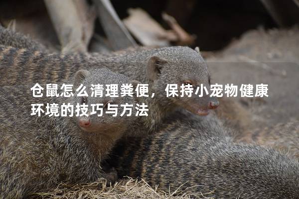 仓鼠怎么清理粪便，保持小宠物健康环境的技巧与方法