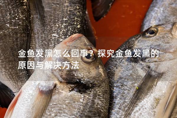 金鱼发黑怎么回事？探究金鱼发黑的原因与解决方法