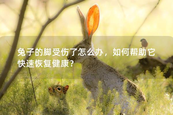 兔子的脚受伤了怎么办，如何帮助它快速恢复健康？
