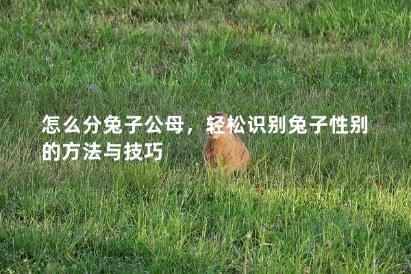 怎么分兔子公母，轻松识别兔子性别的方法与技巧