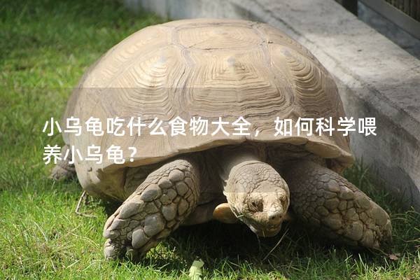 小乌龟吃什么食物大全，如何科学喂养小乌龟？