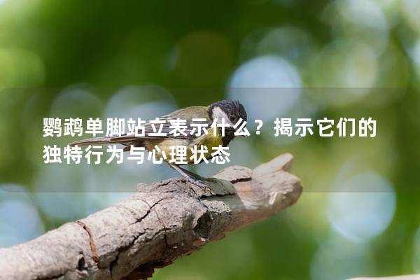 鹦鹉单脚站立表示什么？揭示它们的独特行为与心理状态