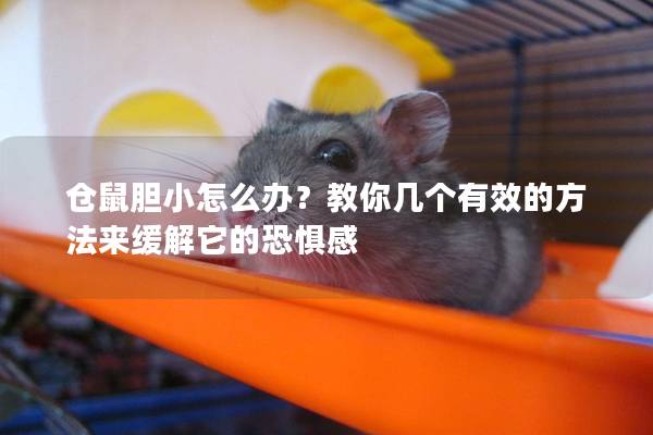 仓鼠胆小怎么办？教你几个有效的方法来缓解它的恐惧感