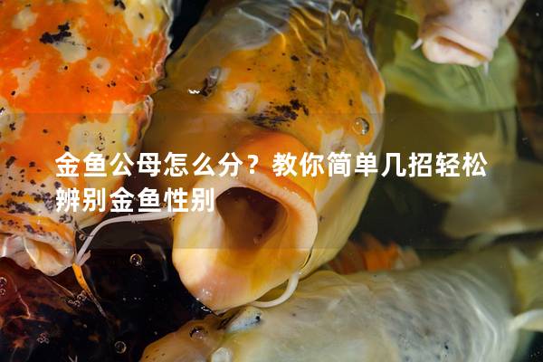 金鱼公母怎么分？教你简单几招轻松辨别金鱼性别