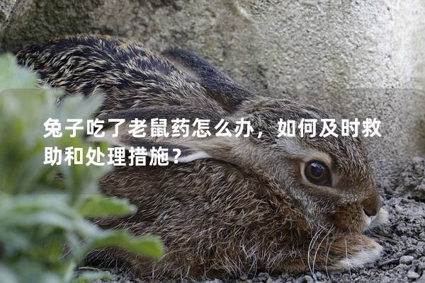 兔子吃了老鼠药怎么办，如何及时救助和处理措施？