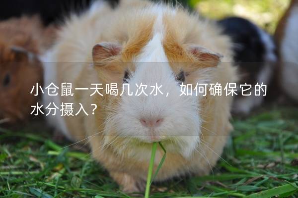 小仓鼠一天喝几次水，如何确保它的水分摄入？