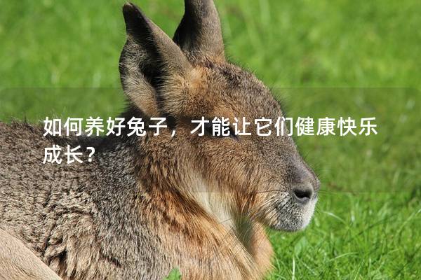 如何养好兔子，才能让它们健康快乐成长？