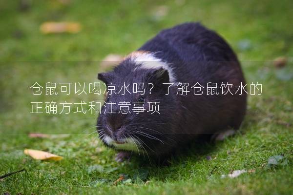 仓鼠可以喝凉水吗？了解仓鼠饮水的正确方式和注意事项