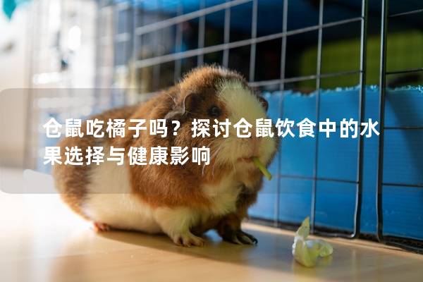 仓鼠吃橘子吗？探讨仓鼠饮食中的水果选择与健康影响