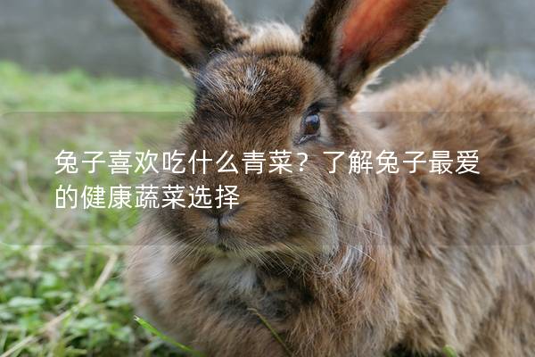 兔子喜欢吃什么青菜？了解兔子最爱的健康蔬菜选择