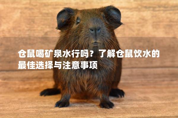 仓鼠喝矿泉水行吗？了解仓鼠饮水的最佳选择与注意事项