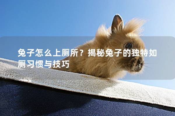 兔子怎么上厕所？揭秘兔子的独特如厕习惯与技巧