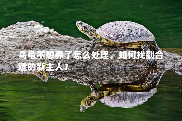 乌龟不想养了怎么处理，如何找到合适的新主人？