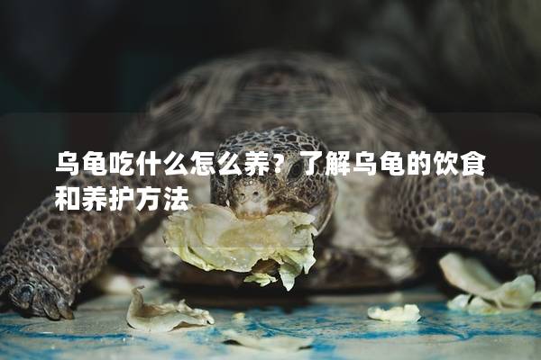 乌龟吃什么怎么养？了解乌龟的饮食和养护方法