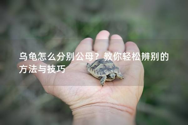 乌龟怎么分别公母？教你轻松辨别的方法与技巧