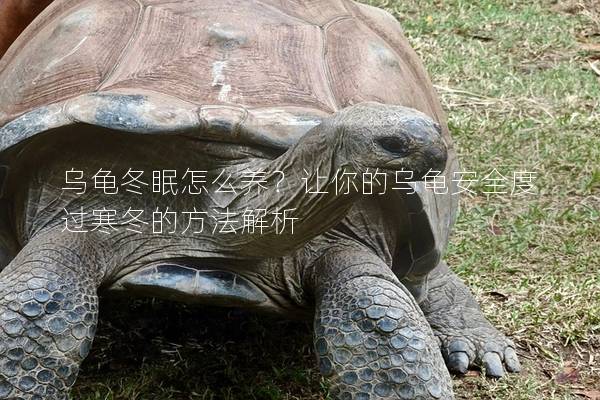 乌龟冬眠怎么养？让你的乌龟安全度过寒冬的方法解析