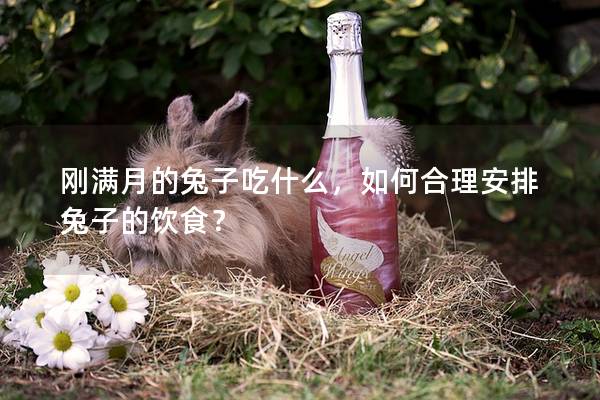 刚满月的兔子吃什么，如何合理安排兔子的饮食？
