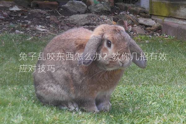 兔子乱咬东西怎么办？教你几招有效应对技巧