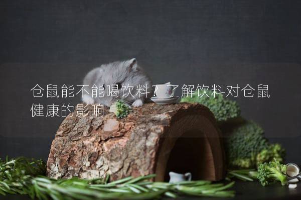仓鼠能不能喝饮料？了解饮料对仓鼠健康的影响