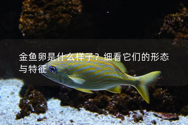 金鱼卵是什么样子？细看它们的形态与特征