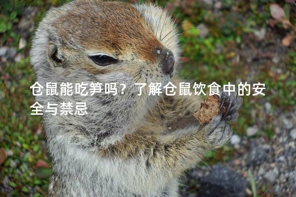 仓鼠能吃笋吗？了解仓鼠饮食中的安全与禁忌