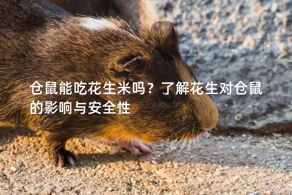 仓鼠能吃花生米吗？了解花生对仓鼠的影响与安全性