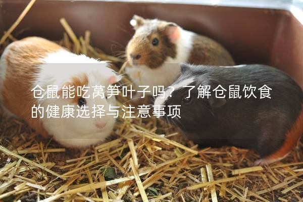 仓鼠能吃莴笋叶子吗？了解仓鼠饮食的健康选择与注意事项