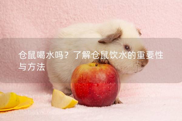 仓鼠喝水吗？了解仓鼠饮水的重要性与方法