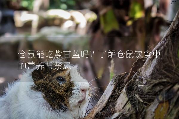 仓鼠能吃紫甘蓝吗？了解仓鼠饮食中的营养与禁忌